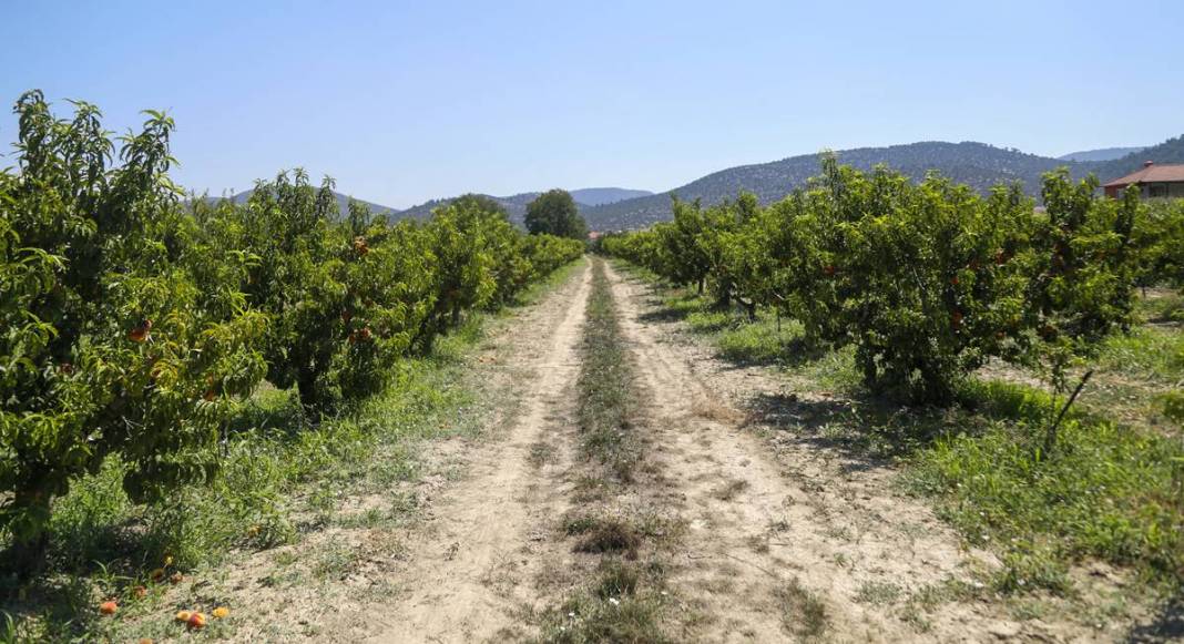 Meyve bahçesine giren üretici gözyaşlarını tutamadı! Tonlarca meyvenin çürüme nedeni şaşırttı 14